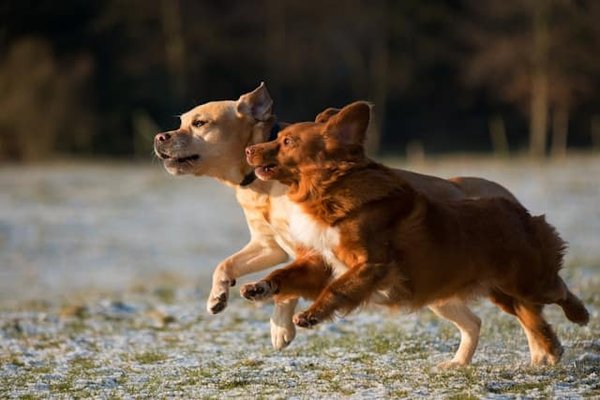 How to Choose the Perfect Location and Setup for an Outdoor Dog Run?