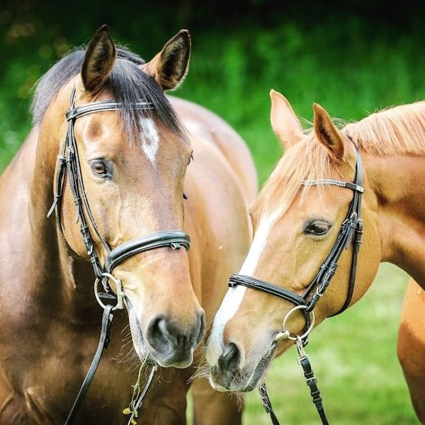 How Can Equestrian Athletes Improve Their Bond and Communication with Their Horses?